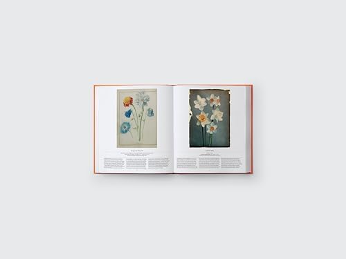 Flower: Exploring the World in Bloom by Phaidon Editors