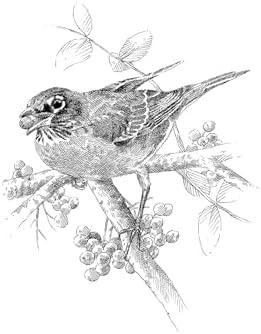 The Serviceberry: Abundance and Reciprocity in the Natural World by Robin Wall Kimmerer