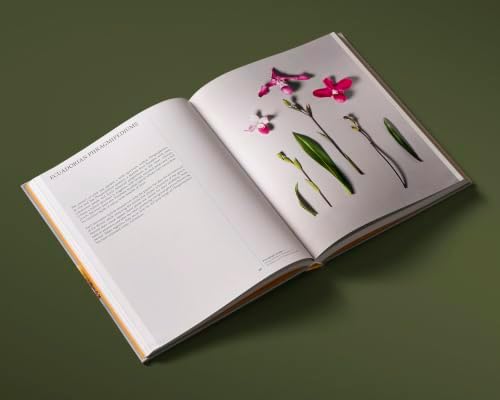 Orchids: Botanical Portraits: Beauty, Natural History, Botany by Robbie Honey