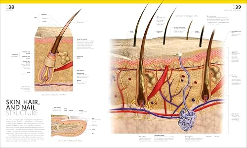 The Complete Human Body: The Definitive Visual Guide (DK Human Body Guides) by Dr. Alice Roberts