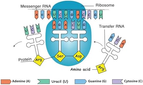 Clinical Genetics Made Ridiculously Simple by Stephen Goldberg M.D.