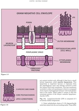 Clinical Microbiology Made Ridiculously Simple: Spiral Bound Color Edition by Mark T. Gladwin M.D.
