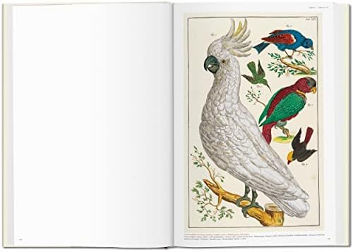 Seba. Cabinet of Natural Curiosities (Fantastic Price) (Multilingual Edition) by Irmgard M�sch