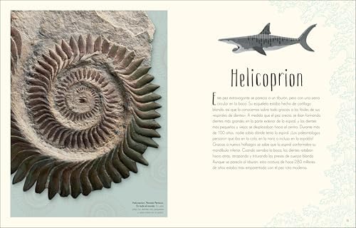 Antología de dinosaurios y vida prehistórica (Dinosaurs and Other Prehistoric Life) (DK Children's Anthologies) (Spanish Edition) by Professor Anusuya Chinsamy-Turan
