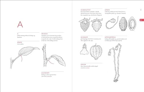 A Botanist's Vocabulary: 1300 Terms Explained and Illustrated (Science for Gardeners) by Susan K. Pell