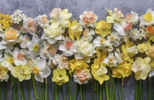 Daffodils: Beautiful Varieties for Home and Garden (Flowers) by Naomi Slade