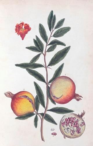 100 Flowers: One Hundred Postcards from the Royal Horticultural Society by Royal Horticultural Society
