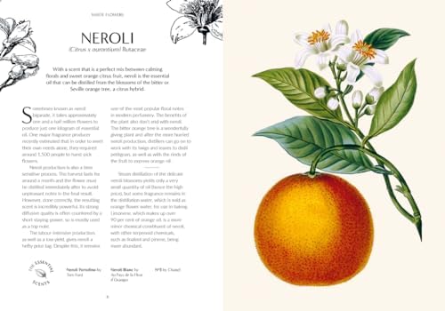 Fragrance: From plant to perfume, the botanical origins of scent (Royal Botanic Gardens, Kew) by Josh Carter