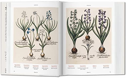 Basilius Besler’s Florilegium. The Book of Plants (Bibliotheca Universalis) by Basilius Besler