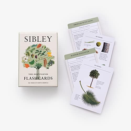 Sibley Tree Identification Flashcards: 100 Trees of North America (Sibley Birds) by David Allen Sibley