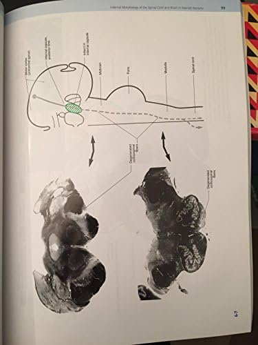 Neuroanatomy: An Atlas of Structures, Sections, and Systems by Duane E. Haines