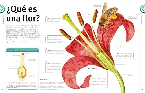 El Libro de las flores y los árboles (Our World in Pictures: Trees, Leaves, Flowers & Seeds) (Spanish Edition) by DK