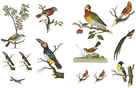 RHS Collage the Botanical World: 1,000+ Fantastic & Floral Images to Cut Out & Collage by RHS