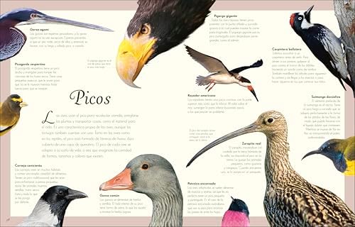 Antología de aves extraordinarias (An Anthology of Exquisite Birds) (DK Children's Anthologies) (Spanish Edition) by Ben Hoare