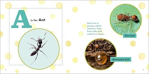 ABC Bug Book for Kids by Jessica Lee Anderson