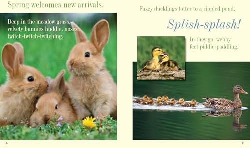 Everything Spring (Picture the Seasons) by Jill Esbaum