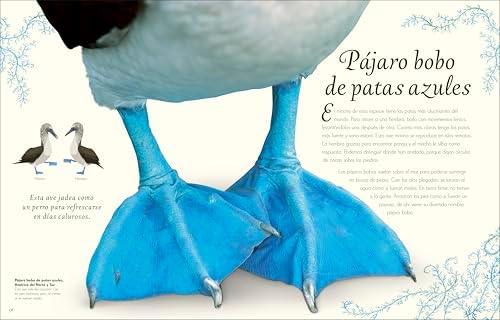 Antología de aves extraordinarias (An Anthology of Exquisite Birds) (DK Children's Anthologies) (Spanish Edition) by Ben Hoare
