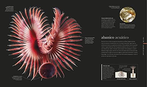 Oceános (Oceanology): El mundo secreto de las profundidades marinas (DK Secret World Encyclopedias) (Spanish Edition) by DK