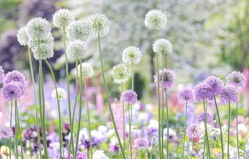 Beautiful Blooms: A Photographic Celebration (Flowers) by Georgianna Lane