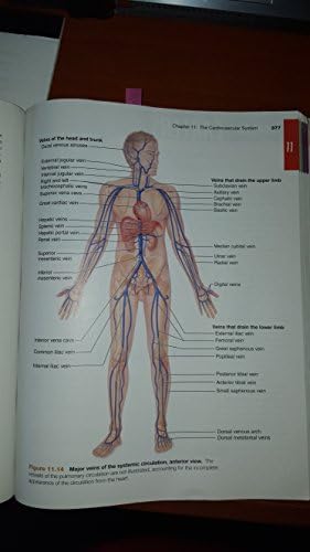 Essentials of Human Anatomy & Physiology (10th Edition) by Elaine N. Marieb