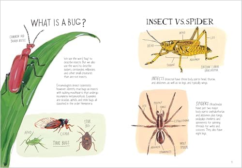 Insect Anatomy: The Curious World of Bees, Beetles, Butterflies, and Bugs by Julia Rothman