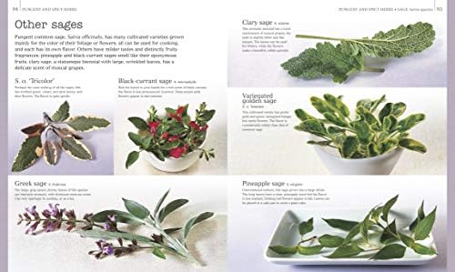 Herbs & Spices: Over 200 Herbs and Spices, with Recipes for Marinades, Spice Rubs, Oils, and Mor by Jill Norman