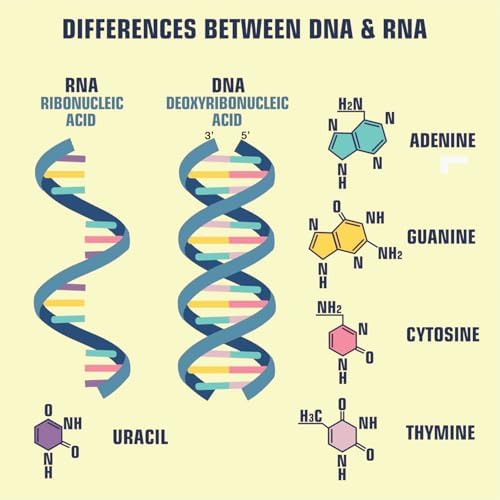 Clinical Genetics Made Ridiculously Simple by Stephen Goldberg M.D.