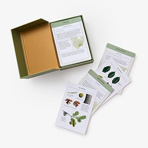 Sibley Tree Identification Flashcards: 100 Trees of North America (Sibley Birds) by David Allen Sibley