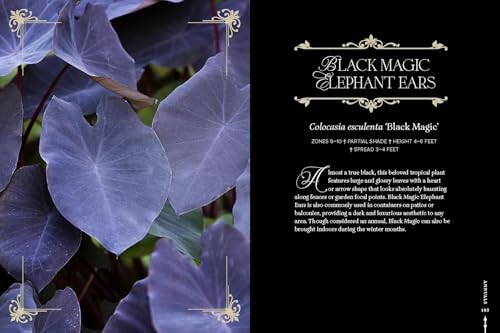 Darkness in Bloom: A Gothic Guide to Dramatic and Moody Plants by Chloe Hurst