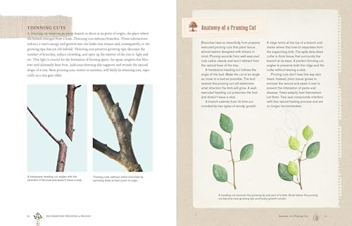 Grow a Little Fruit Tree: Simple Pruning Techniques for Small-Space, Easy-Harvest Fruit Trees by Ann Ralph