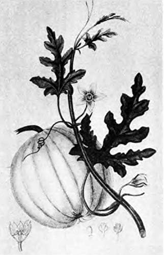 A Modern Herbal (Volume 1, A-H): The Medicinal, Culinary, Cosmetic and Economic Properties, Cultivation and Folk-Lore of Herbs, Grasses, Fungi, Shrubs & Trees with Their Modern Scientific Uses by Margaret Grieve