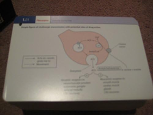 Rang & Dale's Pharmacology Flash Cards Updated Edition, 1e by Maureen M. Dale MB BCh PhD