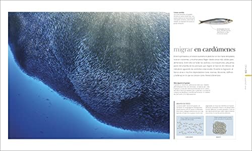Oceános (Oceanology): El mundo secreto de las profundidades marinas (DK Secret World Encyclopedias) (Spanish Edition) by DK