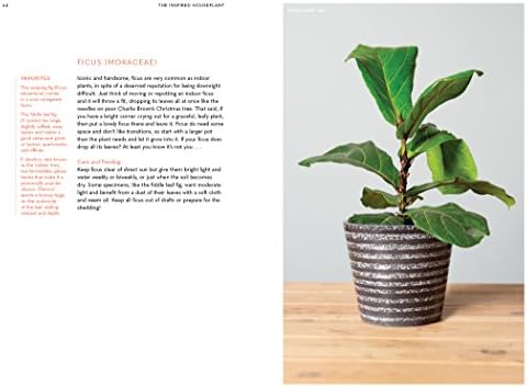 The Inspired Houseplant: A Beginner's Guide to Modern Indoor Gardening by Jen Stearns