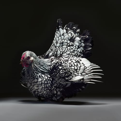 Feathered Elegance: A Photographic Celebration of Chickens by Moreno Monti