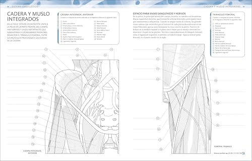 Atlas de anatomía para colorear (The Human Body Coloring Book): Guía de estudio (Spanish Edition) by DK
