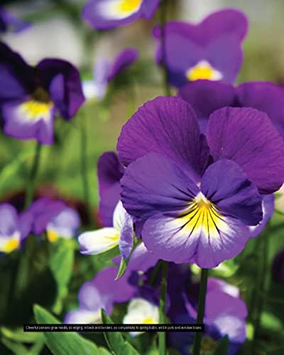 Annuals, Perennials, and Bulbs: 377 Flower Varieties for a Vibrant Garden (Creative Homeowner) 600 Photos and Over 40 Step-by-Step Sequences to Help Design, Improve, & Maintain Your Landscape by Editors of Creative Homeowner