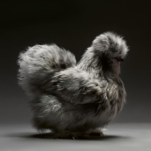 Feathered Elegance: A Photographic Celebration of Chickens by Moreno Monti