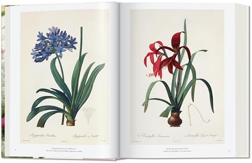 Redouté. The Book of Flowers by H. Walter Lack