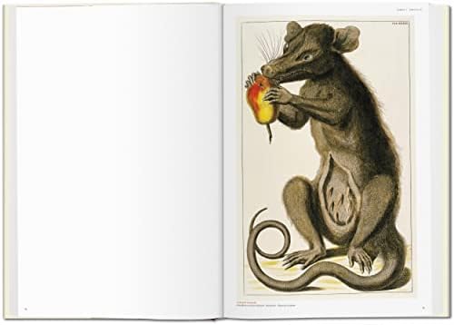 Seba. Cabinet of Natural Curiosities (Fantastic Price) (Multilingual Edition) by Irmgard M�sch