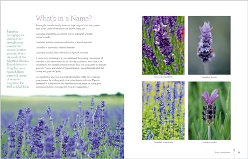 The Lavender Companion: Enjoy the Aroma, Flavor, and Health Benefits of This Classic Herb by Terry Barlin Vesci