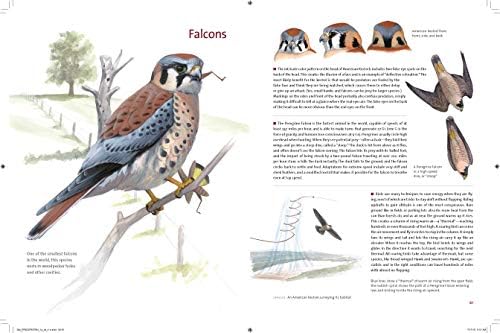 What It's Like to Be a Bird: From Flying to Nesting, Eating to Singing--What Birds Are Doing, and Why (Sibley Guides) by David Allen Sibley