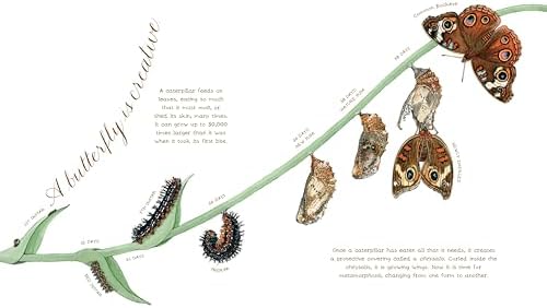 A Butterfly Is Patient: (Nature Books for Kids, Children's Books Ages 3-5, Award Winning Children's Books) (Sylvia Long) by Dianna Hutts Aston