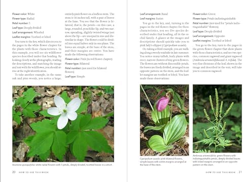 Wildflowers of New England (A Timber Press Field Guide) by Ted Elliman
