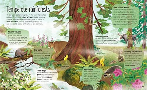 The Magic and Mystery of Trees (The Magic and Mystery of the Natural World) by Jen Green