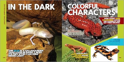 The Fascinating Animal Book for Kids: 500 Wild Facts! (Fascinating Facts) by Ginjer Clarke