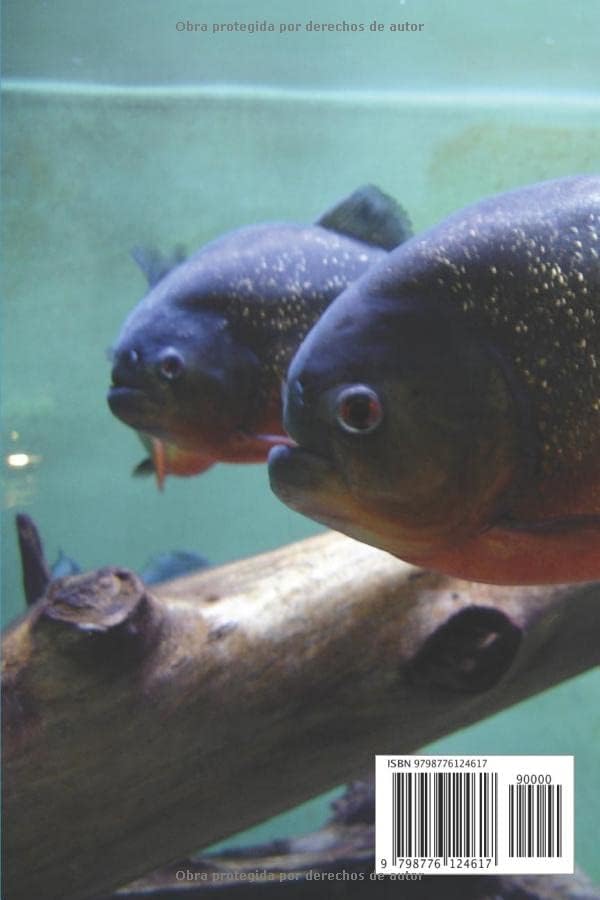 Cinco panes y dos peces (Spanish Edition) by Card Fco Xavier Nguyen Van Thuan