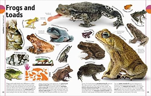 The Animal Book: A Visual Animal Kingdom Encyclopedia for Kids (DK Our World in Pictures) by David Burnie