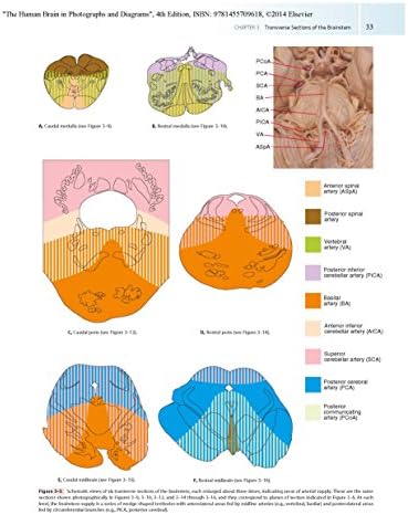 The Human Brain in Photographs and Diagrams: With STUDENT CONSULT Online Access by John Nolte PhD PhD