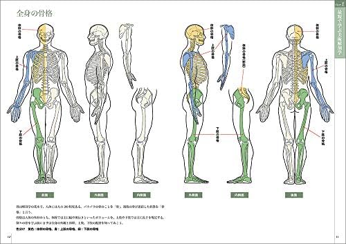 Art Anatomy Taught Through Sketches / スケッチで学ぶ美術解剖学 by Kouta Kato